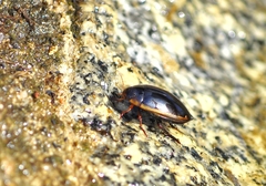 Hydaticus seminiger