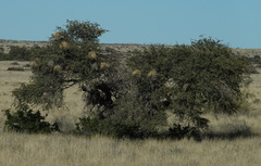 Vachellia erioloba