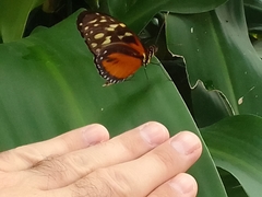 Heliconius hecale