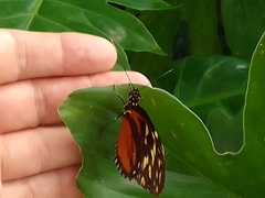 Heliconius hecale