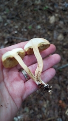 Leccinellum albellum