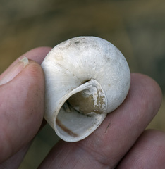 Helminthoglypta tudiculata