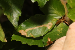 Stigmella hemargyrella