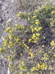 Gutierrezia sarothrae