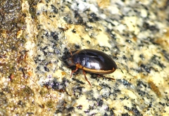 Hydaticus seminiger