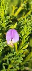 Psoralea aculeata
