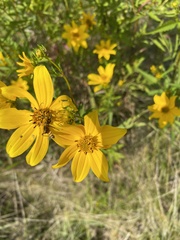 Coreopsis palmata