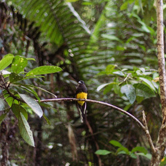 Trogon viridis