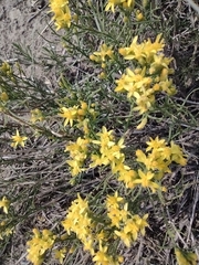 Gutierrezia sarothrae