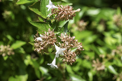 Abelia