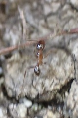 Pheidole dentata