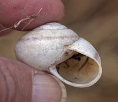 Helminthoglypta tudiculata