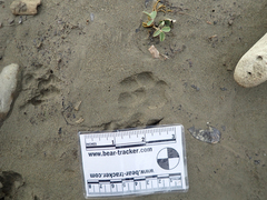 Urocyon cinereoargenteus