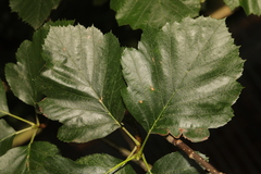 Karpatiosorbus latifolia