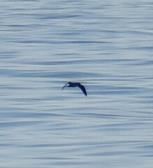 Procellariidae
