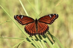 Limenitis archippus floridensis