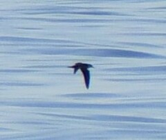 Procellariidae