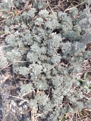 Artemisia frigida