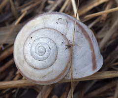 Helminthoglypta tudiculata