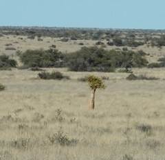 Aloidendron dichotomum