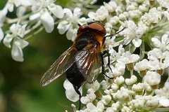 Phasia hemiptera