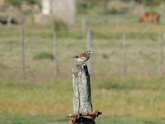 Hymenops perspicillatus