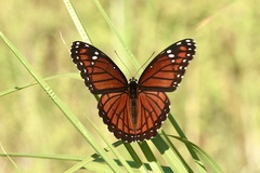 Limenitis archippus floridensis