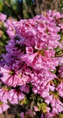 Erica abietina constantiana