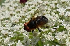 Phasia hemiptera