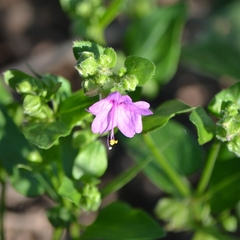 Mirabilis viscosa
