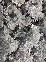 Artemisia frigida