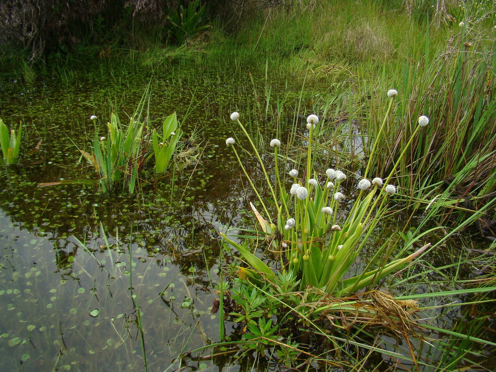 Eriocaulon majusculum