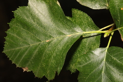 Karpatiosorbus latifolia