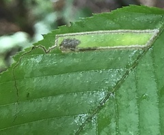 Stigmella betulicola