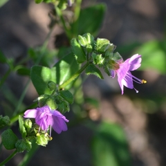 Mirabilis viscosa