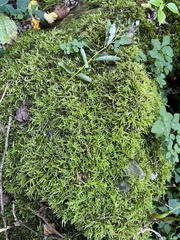 Pleurozium schreberi