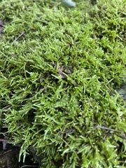 Pleurozium schreberi