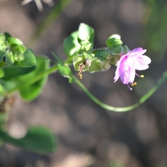 Mirabilis viscosa