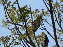 Pachyramphus aglaiae