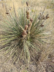 Yucca glauca