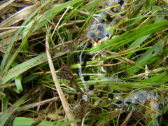 Rhinella