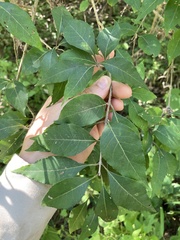 Forestiera acuminata