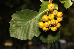 Karpatiosorbus latifolia