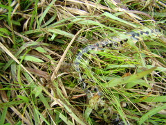 Rhinella