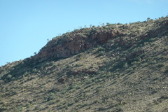 Aloidendron dichotomum