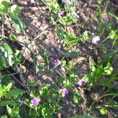 Mirabilis viscosa