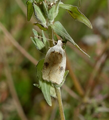 Agonopterix nervosa