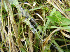Rhinella