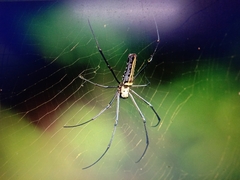Nephila