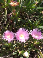 Carpobrotus mellei